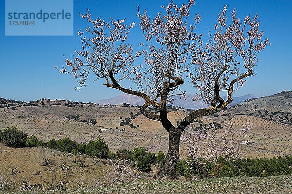 Einzelner Mandelbaum in Blüte  Im Tal von Vélez-Rubio  Mandelplantage mit Berglandschaft  Almería  Andalucía  Spanien  España  Europa