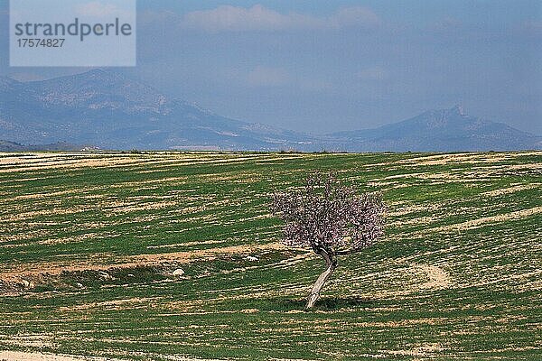 Grünes Feld mit einzig blühendem Mandelbaum  Velez Rubio  Andalusien  Spanien  Europa