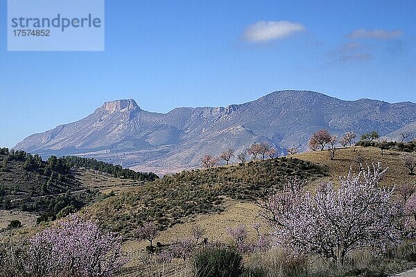 Blühende Mandelplantage  Mandelblüte  dahinter Gebirgszug der Sierra Maria und Berg La Muela  Velez Rubio  Andalusien  Spanien  Europa