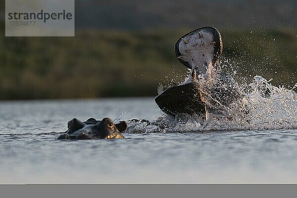 Flusspferd (Hippopotamus amphibius) Zimanga Game Reserve  KwaZulu Natal  Südafrika