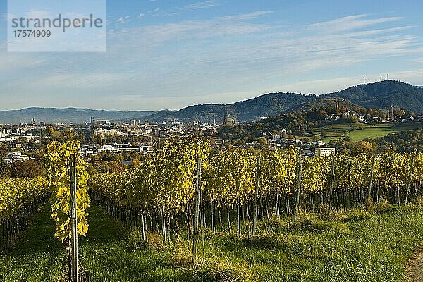 Weinberg im Herbst  Schönberg  Freiburg im Breisgau  Schwarzwald  Baden-Württemberg  Deutschland  Europa