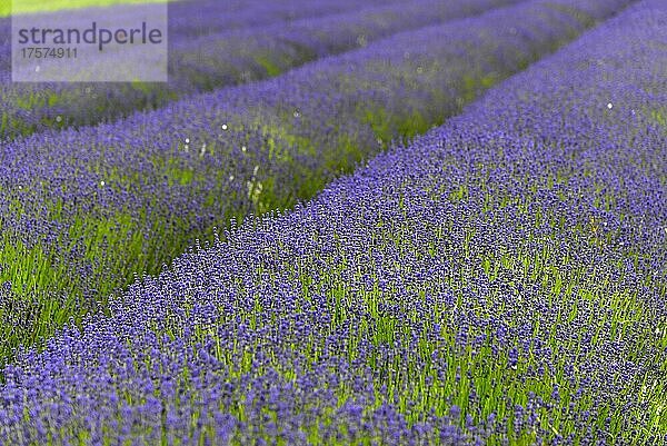 Lavendel (Lavandula sp.)  Lavendelfeld  blühend  England  Großbritannien  Europa