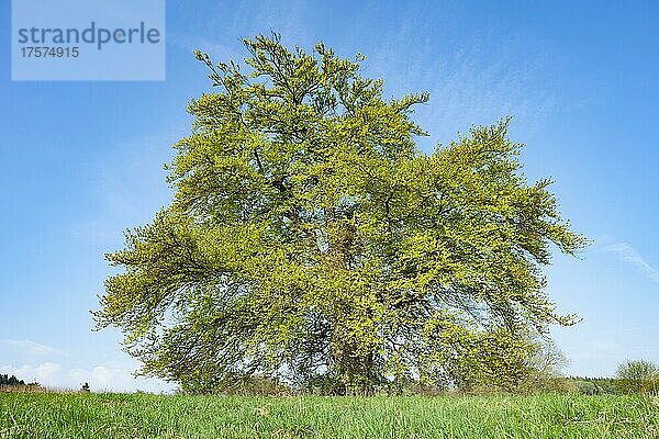 Alte Rotbuche (Fagus sylvatica)  Solitär  mit jungen  frischen Blättern  Thüringen  Deutschland  Europa