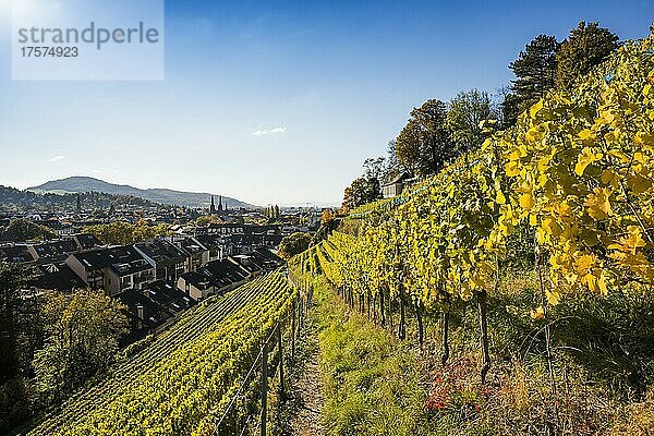 Weinberg im Herbst  Schlossberg  Freiburg im Breisgau  Schwarzwald  Baden-Württemberg  Deutschland  Europa