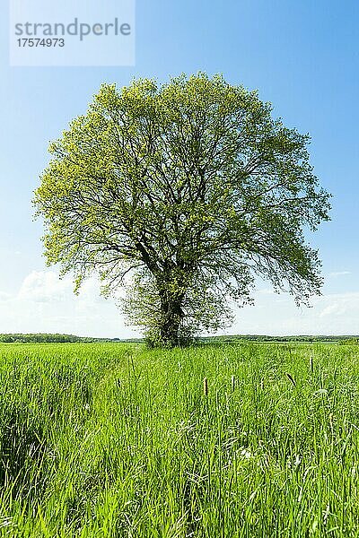 Stieleiche (Quercus robur)  Solitär  im Frühling  Niedersachsen  Deutschland  Europa