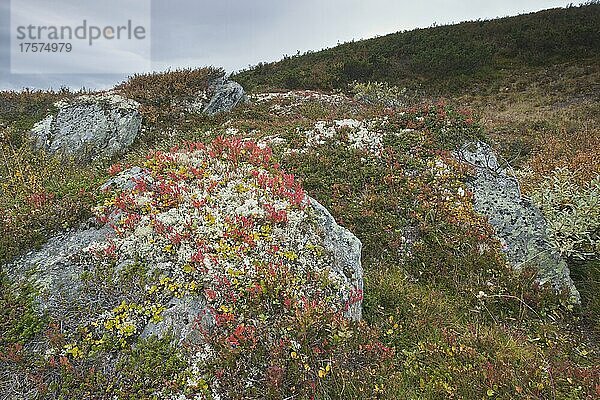 Rauschbeere (Vaccinium uliginosum) und Flechten an Steinen  Dovrefjell-Sundalsfjella Nationalpark  Norwegen  Europa