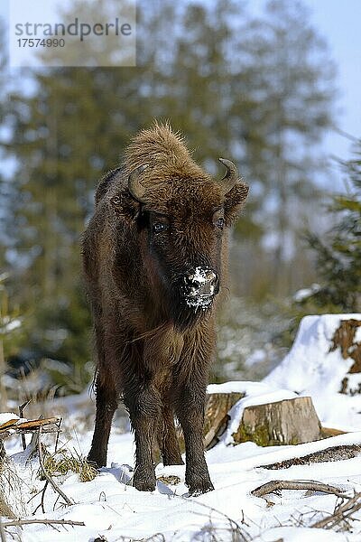 Wisent (Bison bonasus)  Europäisches Bison  im Winter  captive  Wisent-Wildnis am Rothaarsteig  Sauerland  Nordrhein-Westfalen  Deutschland  Europa