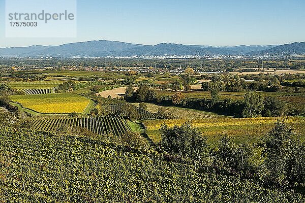 Weinberge im Herbst  Tuniberg  bei Freiburg im Breisgau  Baden-Württemberg  Deutschland  Europa