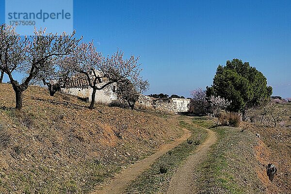 Unbefestigte Zufahrt zu verlassenem Landhaus mit Pinie und Mandelbäumen  blühende Mandelbäume umgeben verlassenes Landhaus  Mandelbäume in hügeliger Landschaft mit Haus  La Losilla  Vélez-Rubio  Almería  Andalucía  Spanien  España  Europa