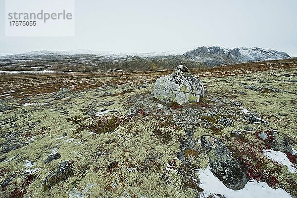 Steine und Flechten im Fjell  Dovrefjell-Sundalsfjella Nationalpark  Norwegen  Europa