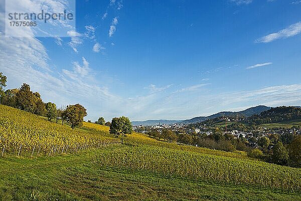 Weinberg im Herbst  Schönberg  Freiburg im Breisgau  Schwarzwald  Baden-Württemberg  Deutschland  Europa