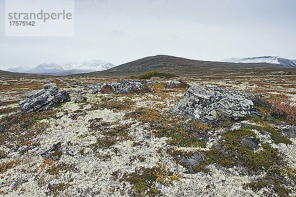 Steine und Flechten im Fjell  Dovrefjell-Sundalsfjella Nationalpark  Norwegen  Europa