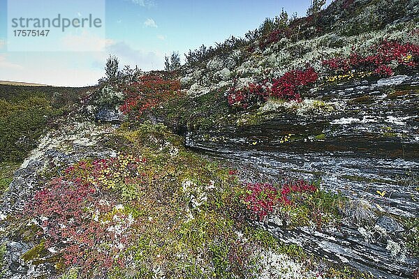 Bärentraube (Arctostaphylos uva-ursi) und Rentierflechte (Cladonia rangiferina) im Fjell  Dovrefjell-Sundalsfjella Nationalpark  Norwegen  Europa