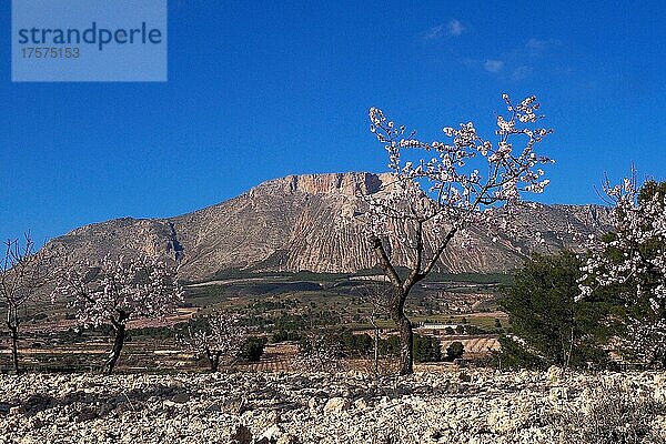 Blühende Mandelbäume  dahinter Berg La Muela bei Vélez Rubio  Andalusien  Spanien  Europa