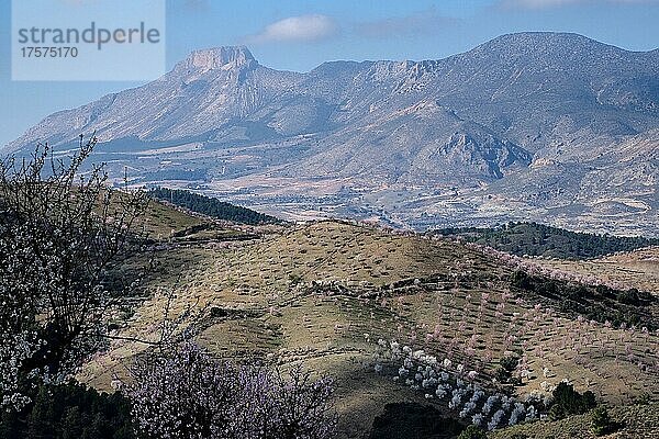 Tal der blühenden Mandelplantagen mit Berg La Muela  Velez Rubio  Andalusien  Spanien  Europa