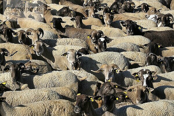 Schafherde im Gehege  schwarze Schafe und weiße Schafe mit Ohrmarken  bildfüllend