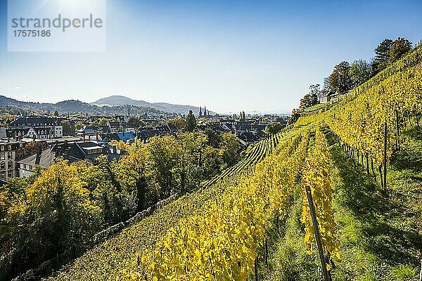 Weinberg im Herbst  Schlossberg  Freiburg im Breisgau  Schwarzwald  Baden-Württemberg  Deutschland  Europa