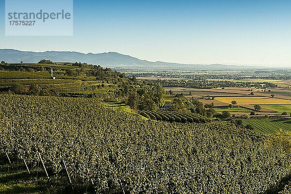 Weinberge im Herbst  Tuniberg  bei Freiburg im Breisgau  Baden-Württemberg  Deutschland  Europa