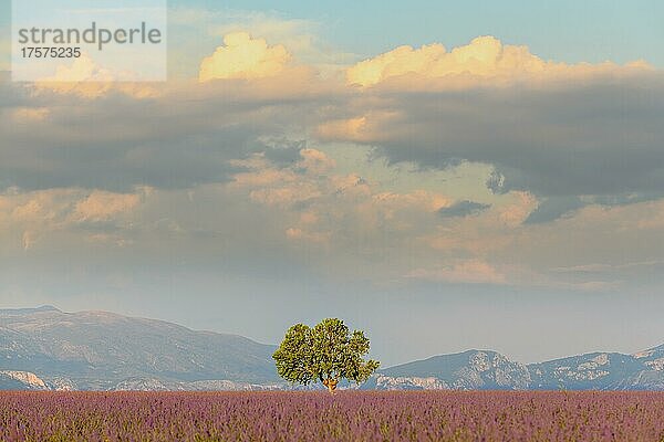 Einzelner Baum in einem Lavendelfeld auf der Hochebene von Valensole in der Provence  Frankreich  Europa