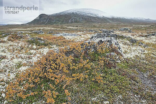 Zwergbirken (Betula nana) und Flechten im Fjell  Dovrefjell-Sundalsfjella Nationalpark  Norwegen  Europa