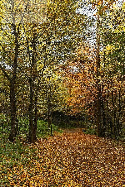 Bunter Herbstmorgen im Wald bei Graz  Steiermark  Österreich  Europa