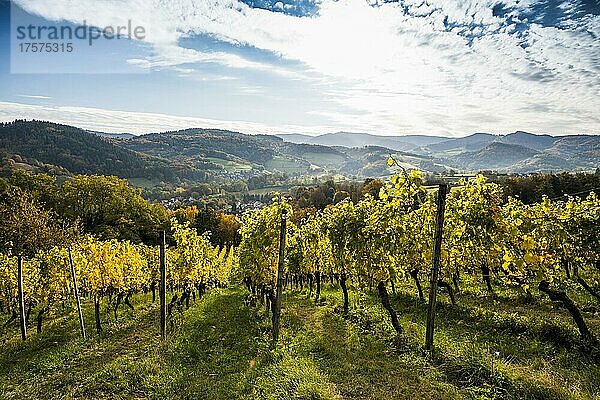 Weinberg im Herbst  Schönberg  Freiburg im Breisgau  Schwarzwald  Baden-Württemberg  Deutschland  Europa