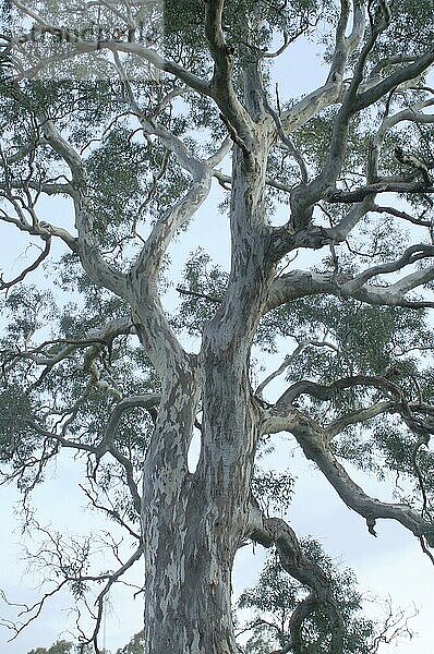 Eukalyptusbaum  South Australia  Australien  Ozeanien