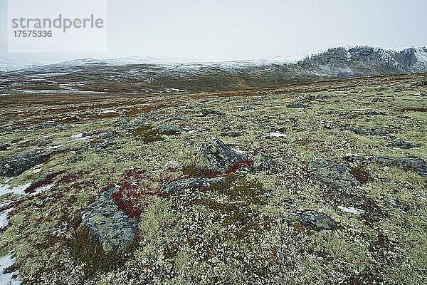 Steine und Flechten im Fjell  Dovrefjell-Sundalsfjella Nationalpark  Norwegen  Europa