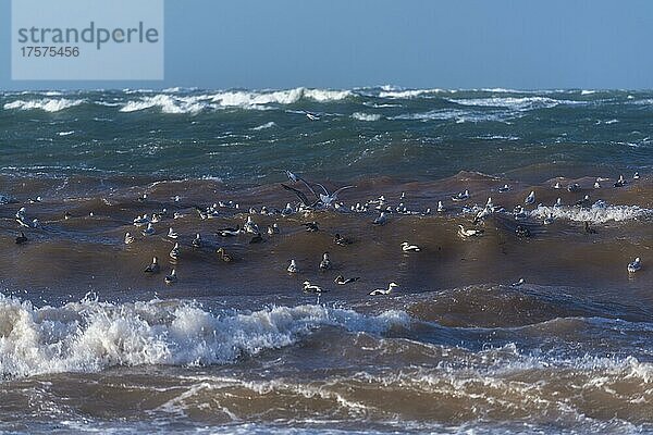 Möwen und Enten im Sturm am Nordstrand  Wellen und Gischt  Hochseeinsel Helgoland  Nordsee  Kreis Pinneberg  Schleswig-Holstein  Deutschland  Europa