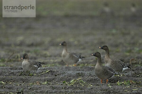 Saatgans (Anser fabalis)  Tundrasaatgans  Texel  Niederlande  Europa