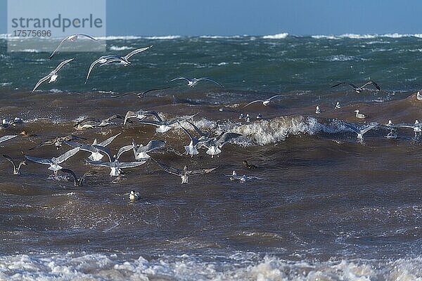 Möwen und Enten im Sturm am Nordstrand  Wellen und Gischt  Hochseeinsel Helgoland  Nordsee  Kreis Pinneberg  Schleswig-Holstein  Deutschland  Europa