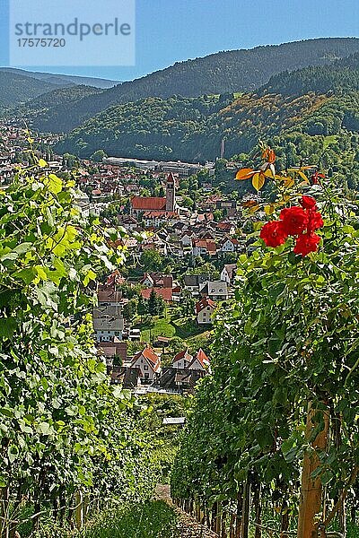 Blick vom Weingut Schloss Eberstein auf Obertsrot und die Herz-Jesu Kirche  Weinberg  Weinanbau  Weingegend  Weinort  Gernsbach  Baden-Württemberg  Deutschland  Europa