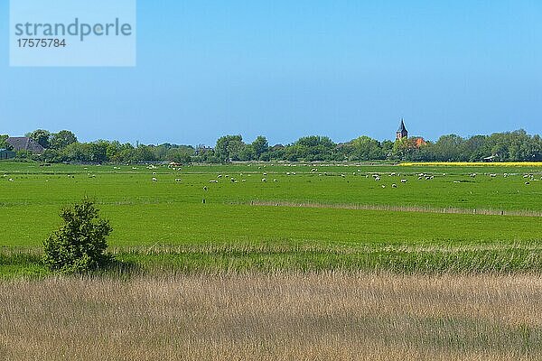 St. Stephanus Kirche  Westerhever  Landschaft Eiderstedt  Nordfriesland  Schleswig-Holstein  Deutschland  Europa