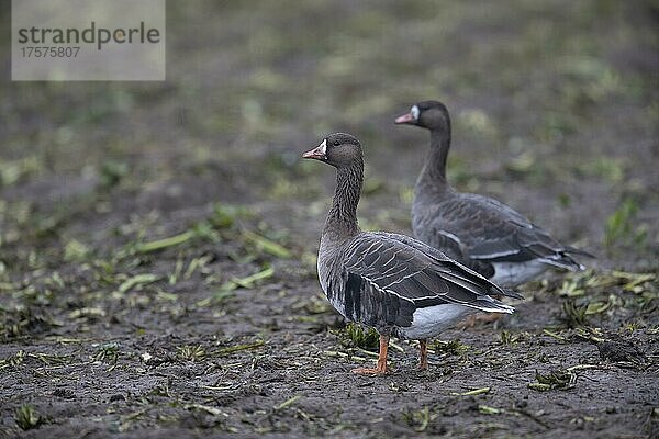 Blässgans (Anser albifrons)  auch Blessgans  Texel  Niederlande  Europa