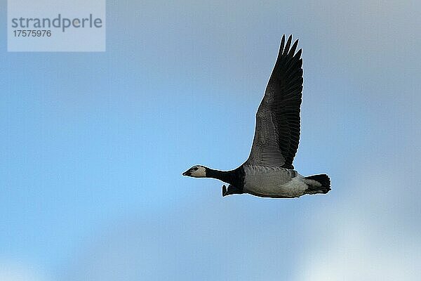 Weißwangengans (Branta leucopsis) oder Nonnengans  Texel  Niederlande  Europa