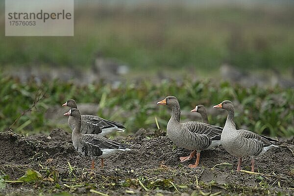 Graugans (Anser anser) mit Blässgans (Anser albifrons)  auch Blessgans  Texel  Niederlande  Europa