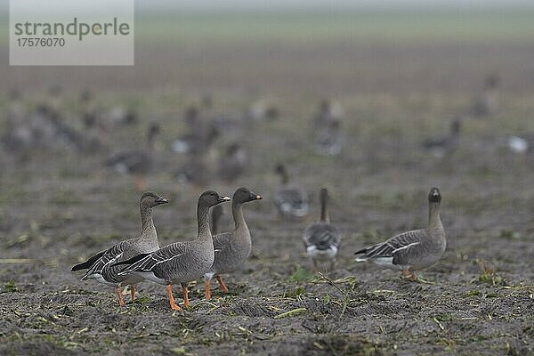 Saatgans (Anser fabalis)  Tundrasaatgans  Texel  Niederlande  Europa