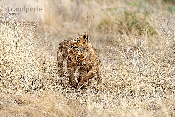 Löwe Junglöwen (Panthera leo) rennen verspielt durch die gegend  Londolozi Game Reserve  Südafrika