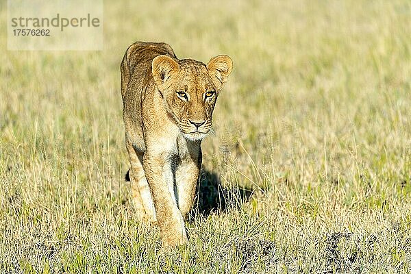 Löwe (Panthera leo) Junger Löwe geht durch die Graslandschaft  Schwarz Weiß  Nxai Pan Camp  Botswana  Afrika