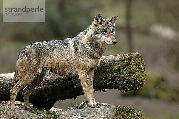 Europäischer Wolf (Canis lupus) steht auf einem Felsen  captive