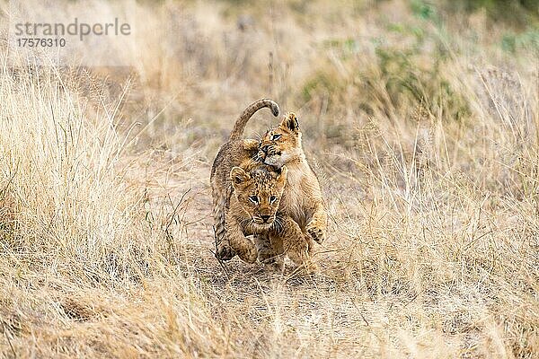 Löwe Junglöwen (Panthera leo) rennen verspielt durch die gegend  Londolozi Game Reserve  Südafrika