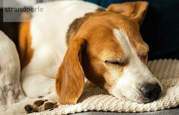 Erwachsenes Tier  männlicher Beagle-Hund  der auf seinem Kopfkissen schläft. Geringe Tiefenschärfe. Thema Hund
