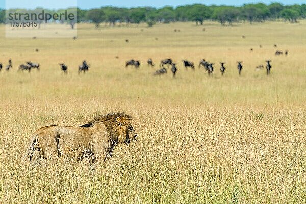 Löwe (Panthera leo) Löwenmännchen geht an einer Herde Gnus vorbei  Olakira Mara Camp  Nord-Serengeti  Tansania  Afrika