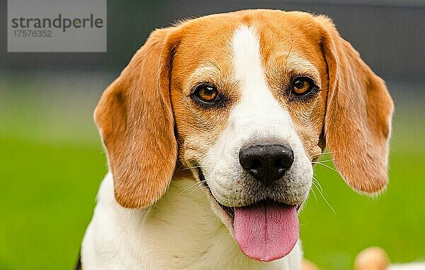 Beagle Hund im Freien Porträt mit Zunge heraus