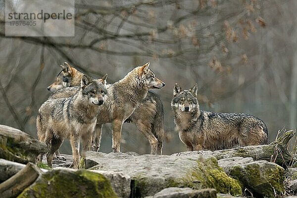 Europäischer Wolf (Canis lupus) Wolfsrudel steht auf einem Felsen  captive