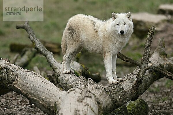 Polarwolf (Canis lupus arctos) stehend auf einem Baumstamm  captive