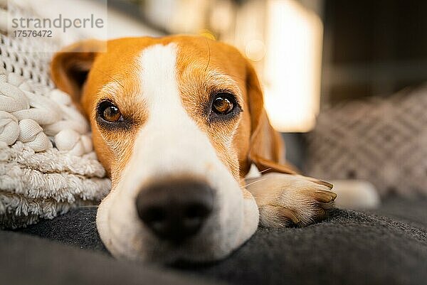 Erwachsenes Tier  männlicher Beagle-Hund  der sich im Freien ausruht