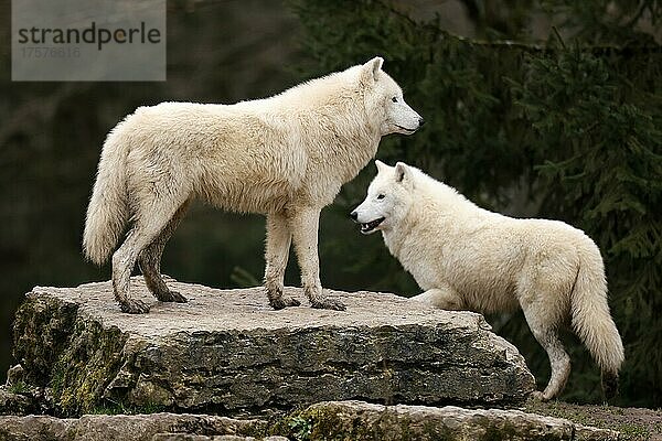 Polarwolf (Canis lupus arctos) zwei Wölfe stehen auf einem Felsen  captive