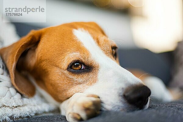 Erwachsenes Tier  männlicher Beagle-Hund  ruhend  Nahaufnahme