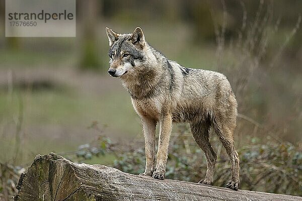 Europäischer Wolf (Canis lupus) steht auf einem Baumstamm  captive